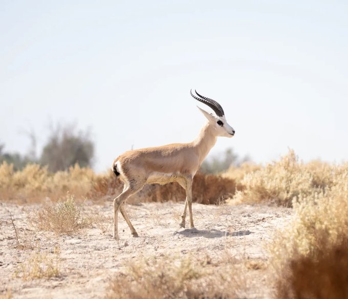 الشعر الفصيح