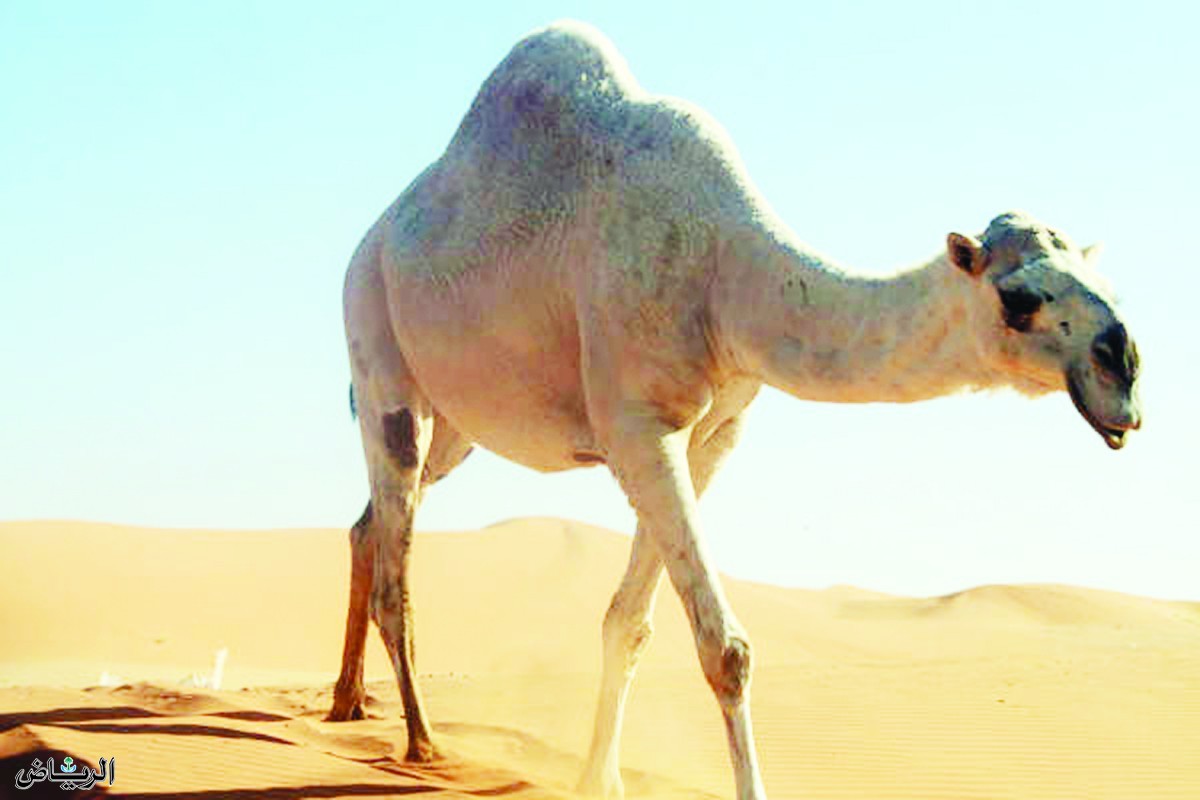 شعر الكسرة والخواطر	